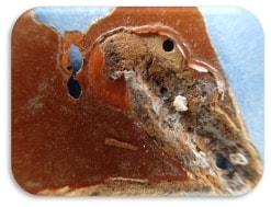 Microbial corrosion damage MIC